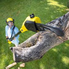 Best Tree Cabling and Bracing  in Clear Lake, WA